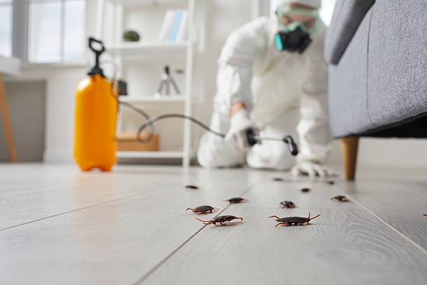 Commercial Rodent Management in Amboy